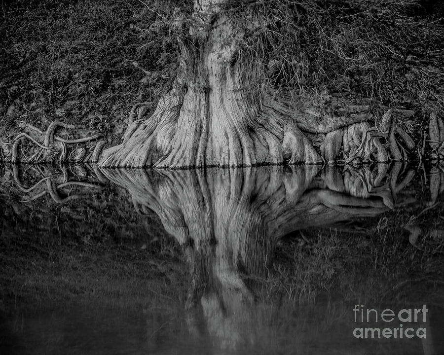 Bald Cypress Reflection in Black and White Photograph by Michael Tidwell