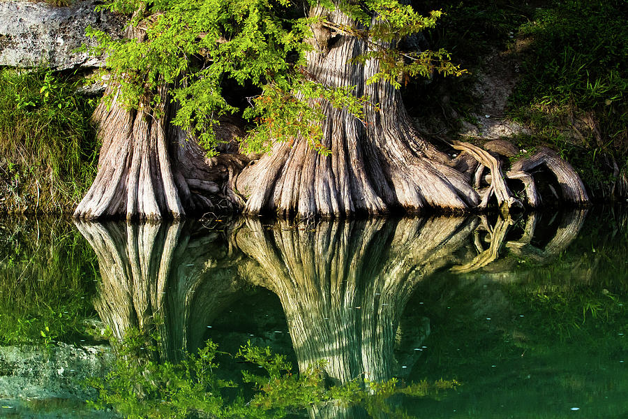 Tree Photograph - Bald Cypress Rooting In by Ellie Teramoto