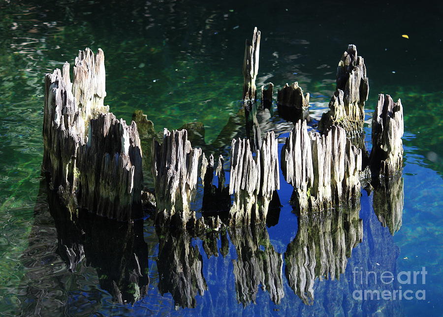 Nature Photograph - Bald Cypress Stump by Carol Groenen