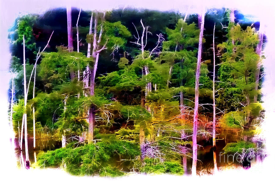 Baldcypress Swamp Photograph by Judi Bagwell
