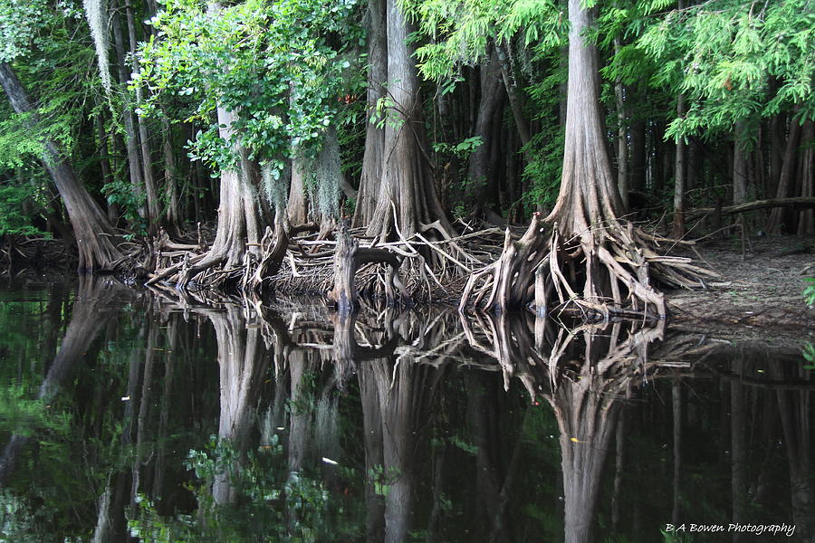 Bald Cypress Trees along the Withlacoochee River Photograph by Barbara Bowen