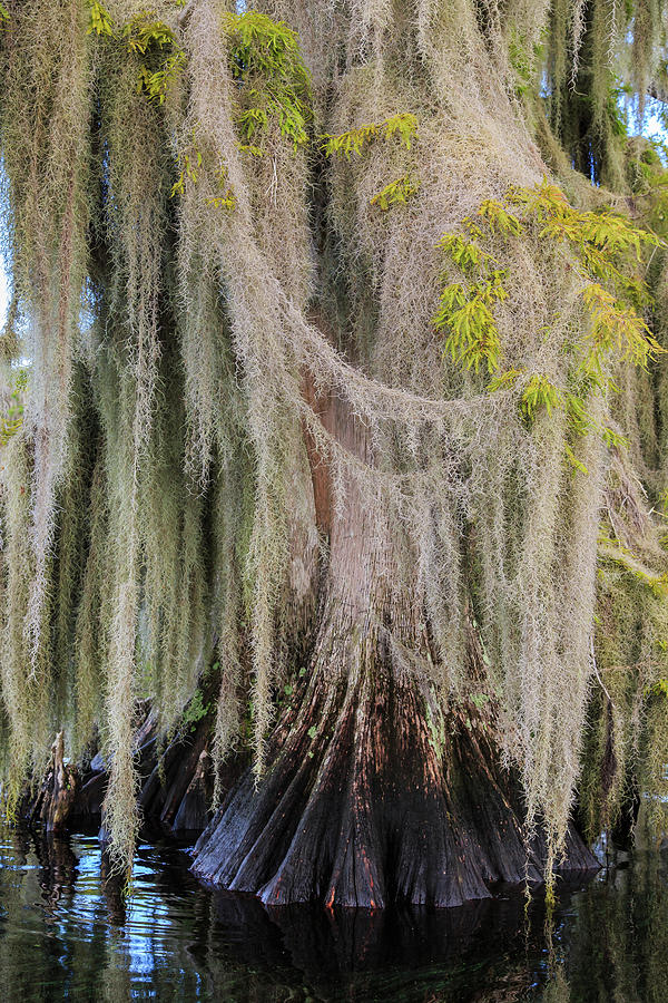 Bald cypress trees in moss shroud Photograph by Stefan Mazzola
