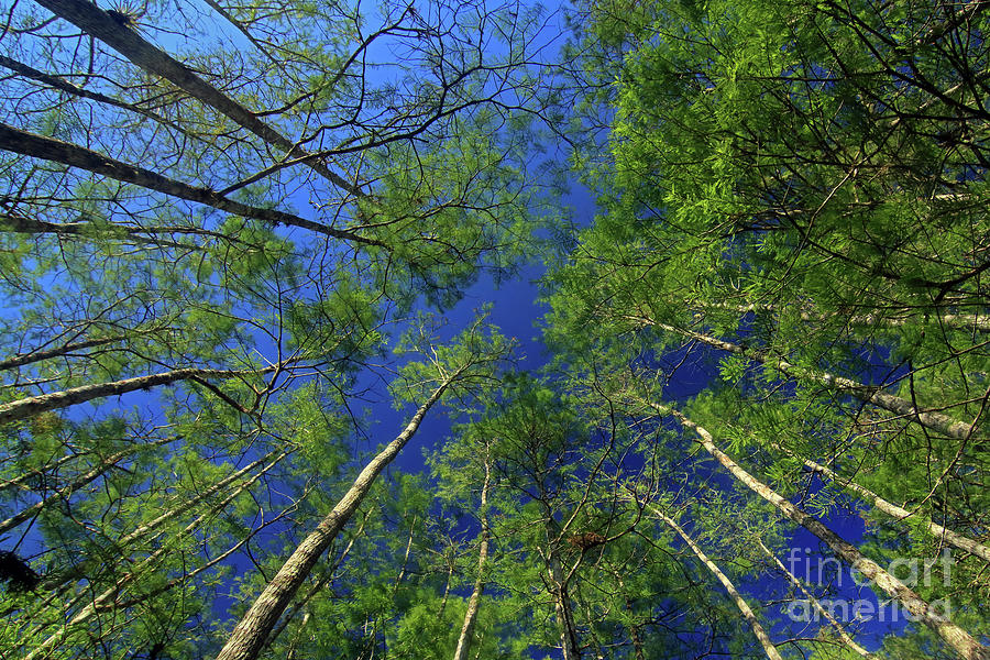 Landscape Photograph - Bald Cypress Trees  by Jim Beckwith