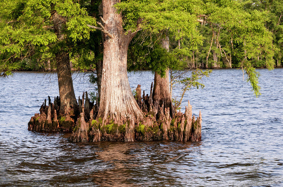 Tree Photograph - Bald Cypress Trees by Phyllis Taylor