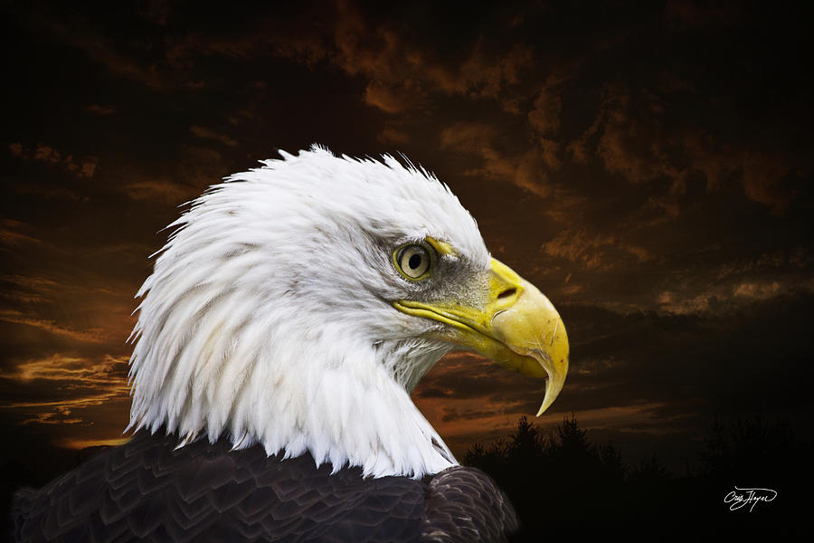 Bald Eagle - Freedom And Hope - Artist Cris Hayes Photograph
