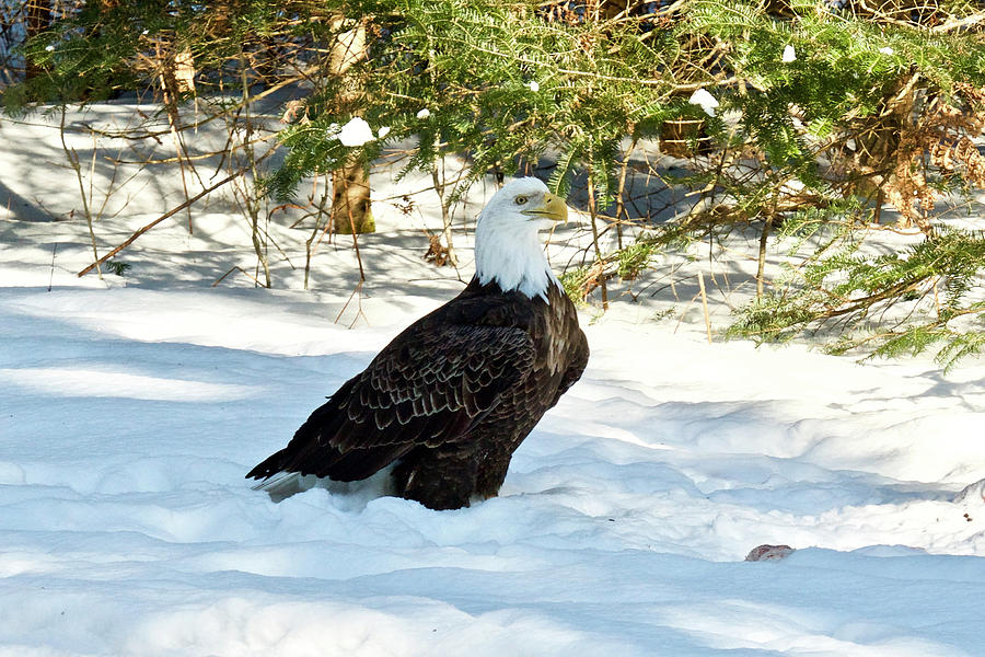 Bald Eagle 011 Photograph by Michael Peychich
