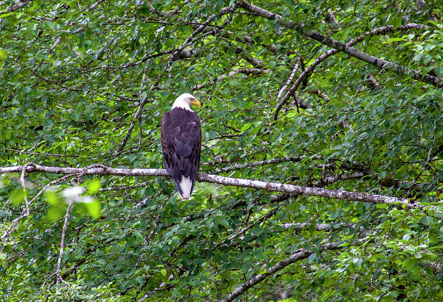 Bald Eagle 1 Photograph by Anthony Jones