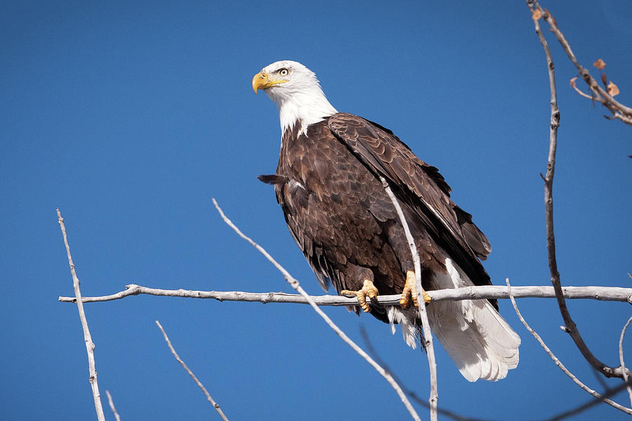 Eagle Photograph - Bald Eagle 1 by Catherine Lau