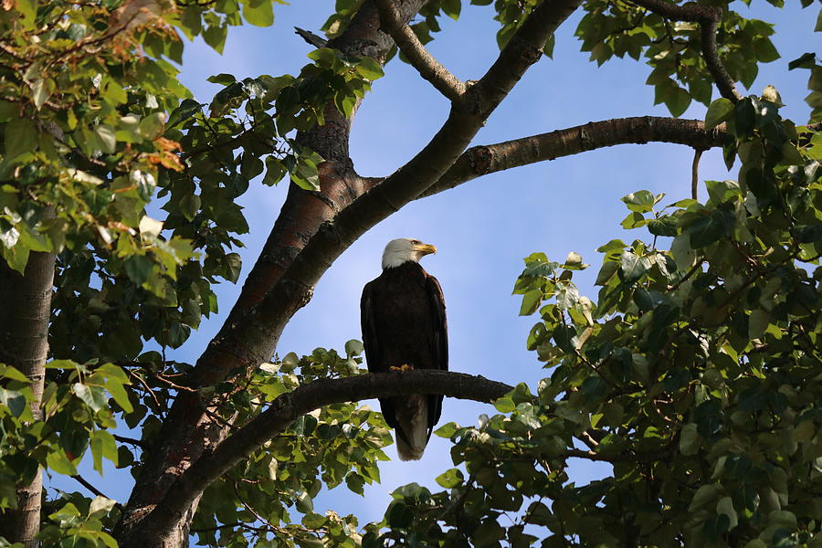 Bald Eagle - 1 Photograph by Christy Pooschke