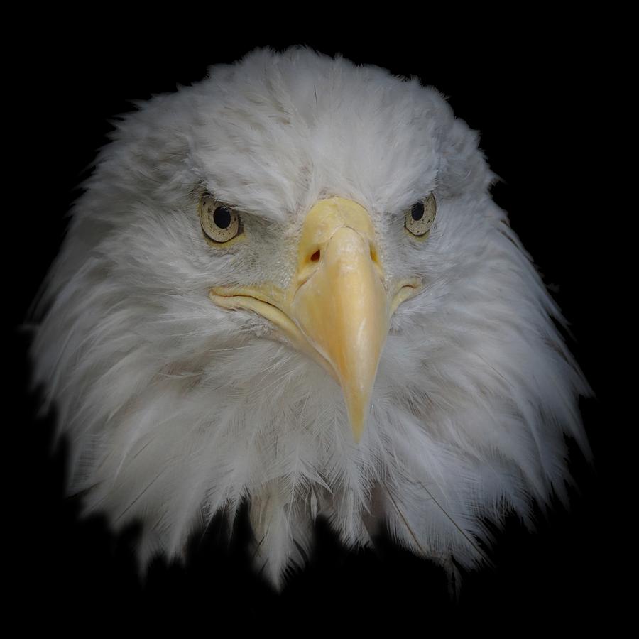 Bald Eagle 1 Photograph by Ernest Echols