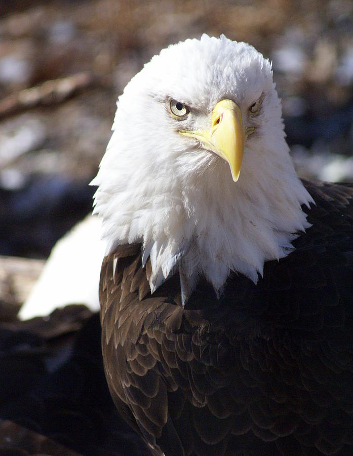 Bird Photograph - Bald Eagle 1 by Marty Koch
