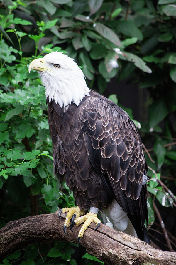 Bald Eagle 1 Photograph