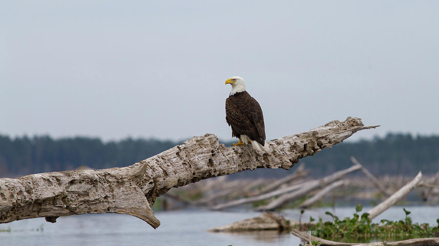 Bald Eagle #1 Photograph by Paul Rebmann