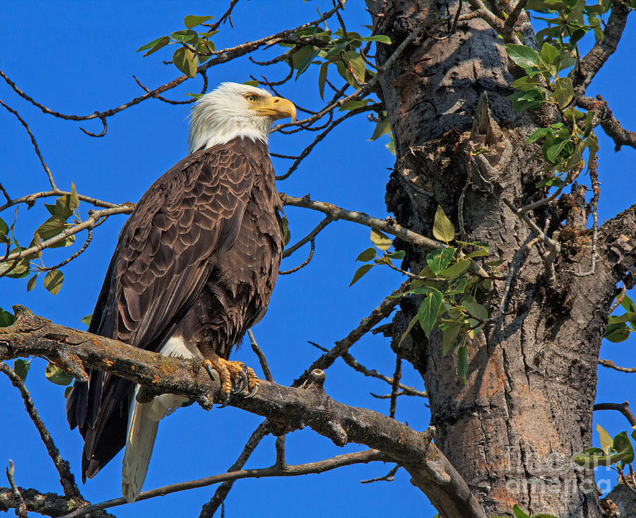 Bald Eagle 1 Photograph by Robert Pilkington