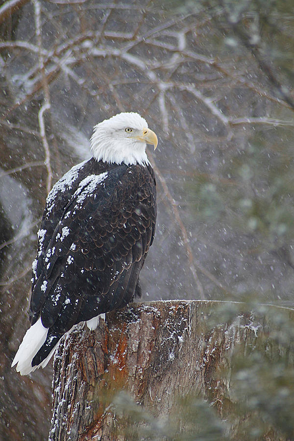 Bald Eagle 1 Photograph by Scott Hovind