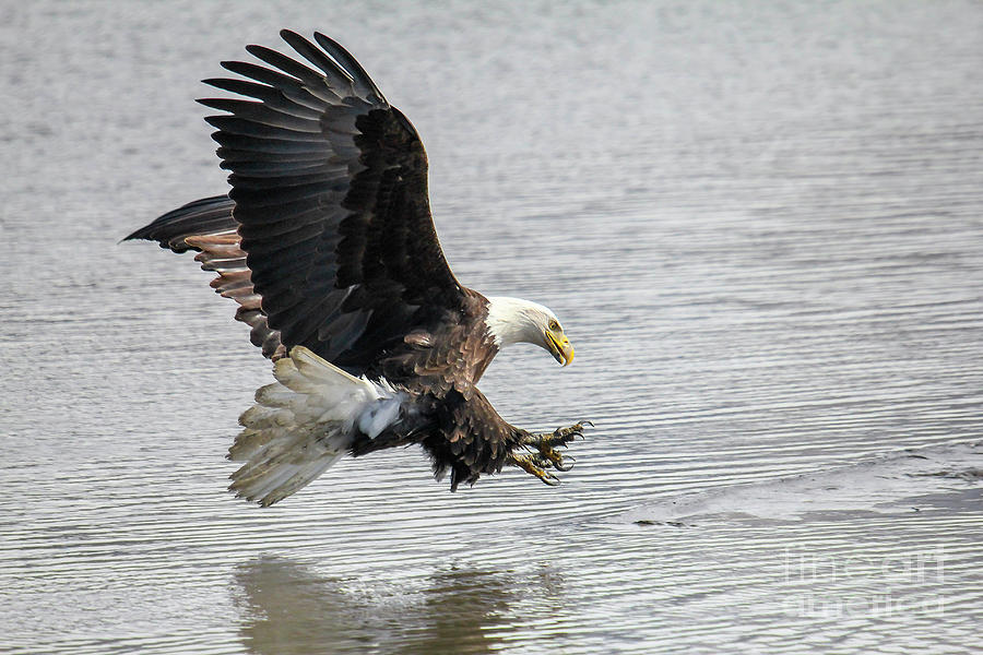 Bald Eagle 1 Photograph by Spencer Baugh