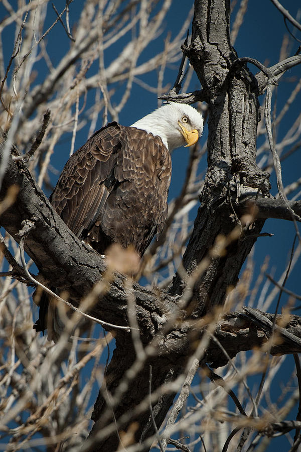 Bald Eagle 10 Photograph by Catherine Lau
