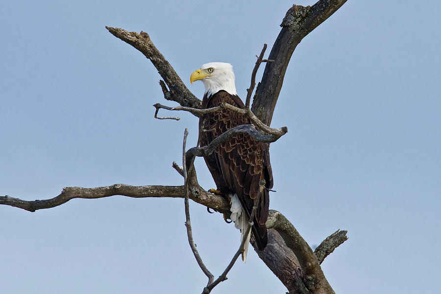 Bald Eagle 1251 Photograph by Michael Peychich