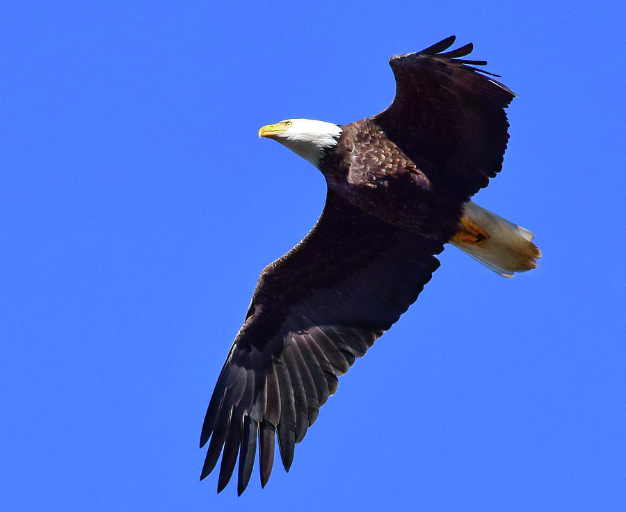 Bald Eagle - 2 Photograph by Alan C Wade