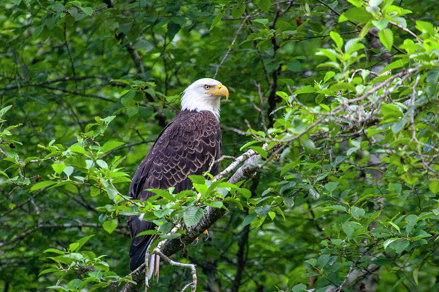 Bald Eagle 2 Photograph by Anthony Jones