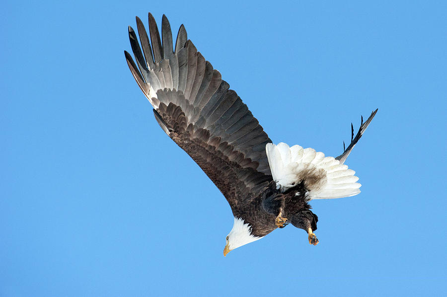 Bald Eagle 2 Photograph by Catherine Lau