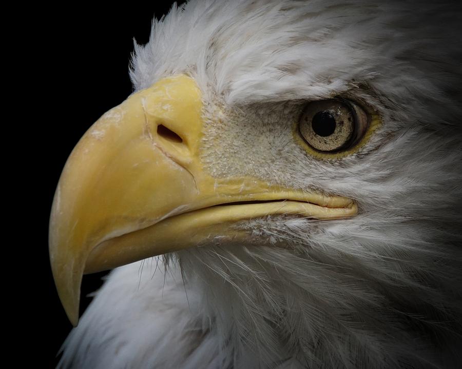 Bald Eagle 2 Photograph by Ernest Echols