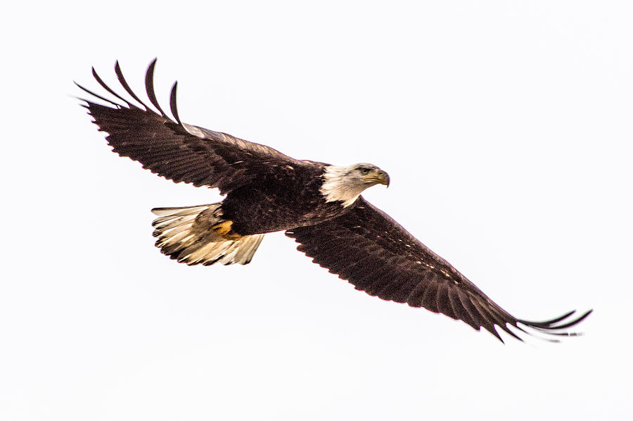 Eagle Photograph - Bald Eagle 2 by Jedediah Hohf