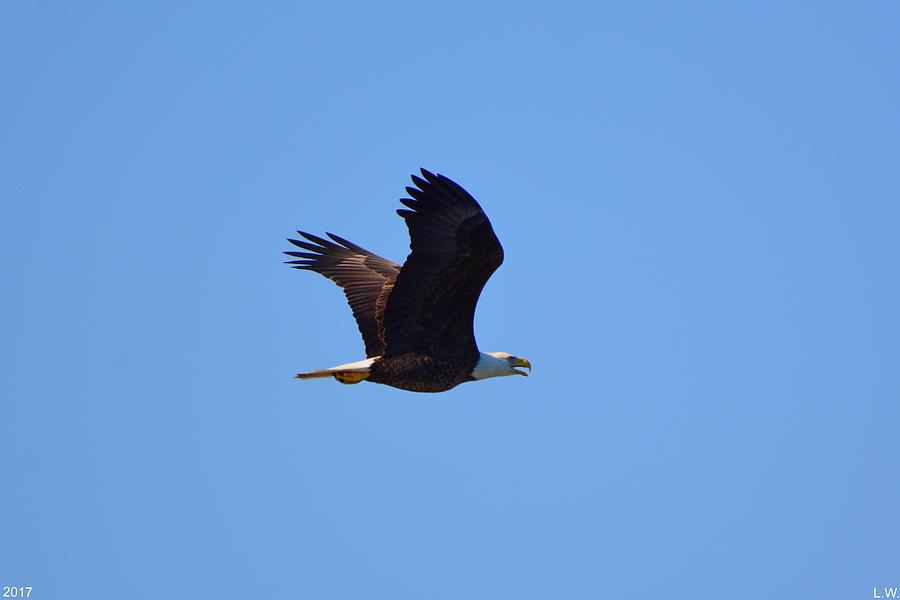 Bald Eagle 2 Photograph by Lisa Wooten