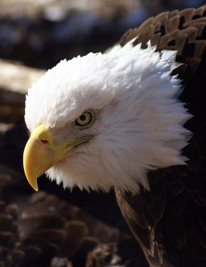 Bird Photograph - Bald Eagle 2 by Marty Koch