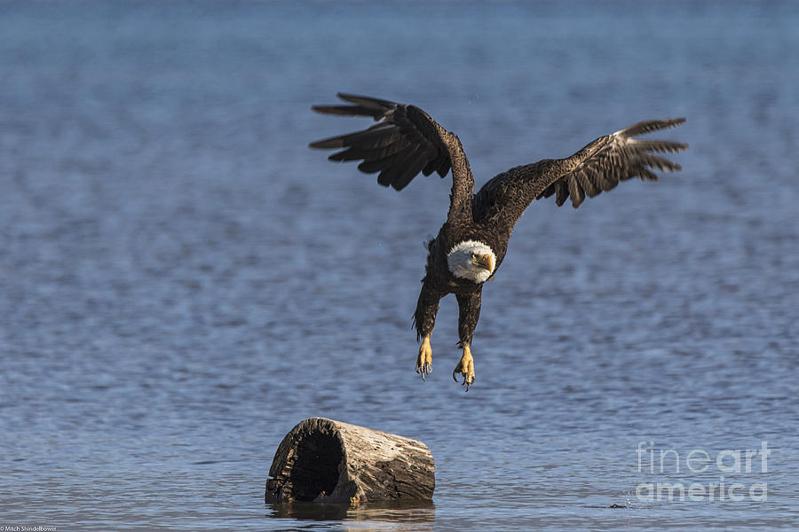 Eagle Photograph - Bald Eagle 2 by Mitch Shindelbower