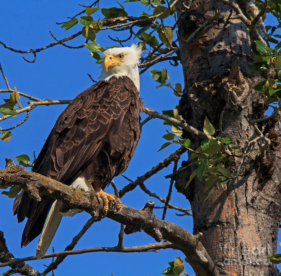 Bald Eagle 2 Photograph by Robert Pilkington