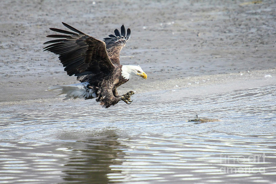 Bald Eagle 2 Photograph by Spencer Baugh
