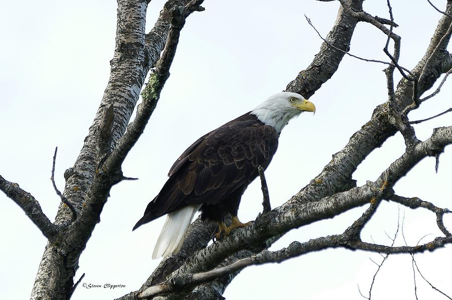 Bald Eagle 2 Photograph by Steven Clipperton