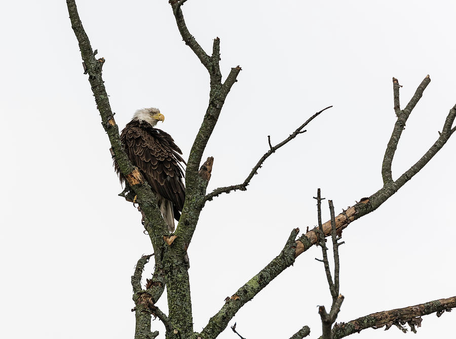 Bald Eagle 2017-1 Photograph by Thomas Young