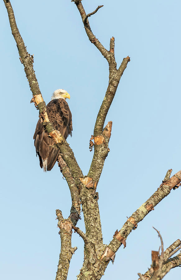 Bald Eagle 2017-3 Photograph by Thomas Young