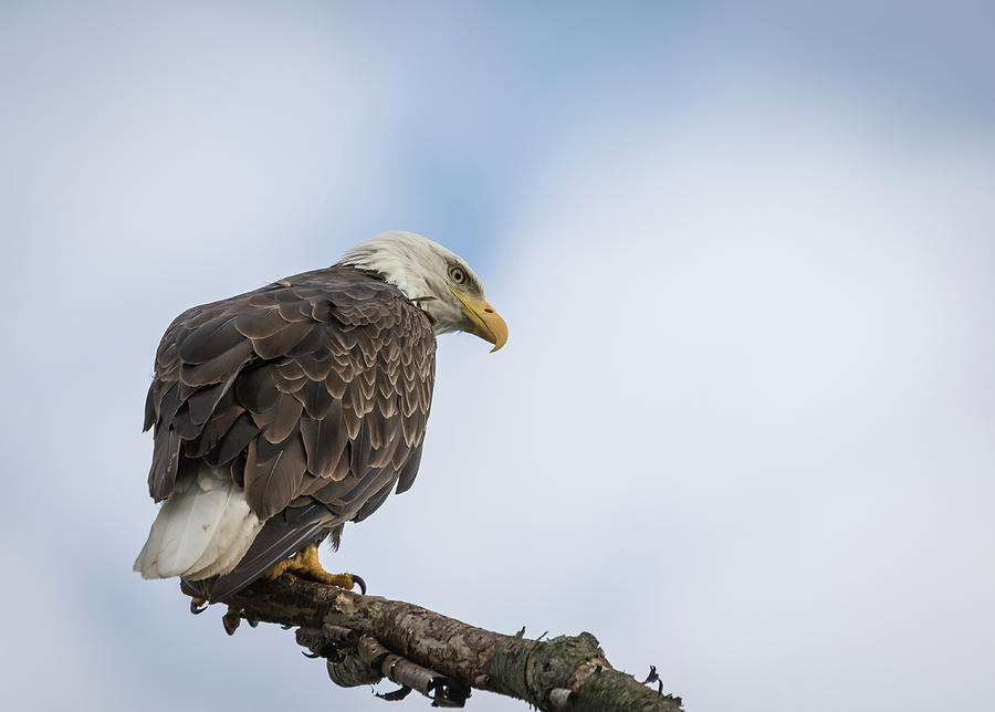 Bald Eagle 2017-4 Photograph by Thomas Young