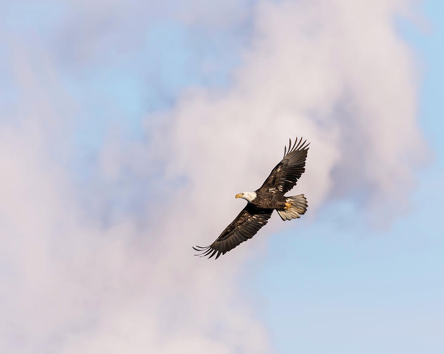 Bald Eagle 2017-5 Photograph by Thomas Young