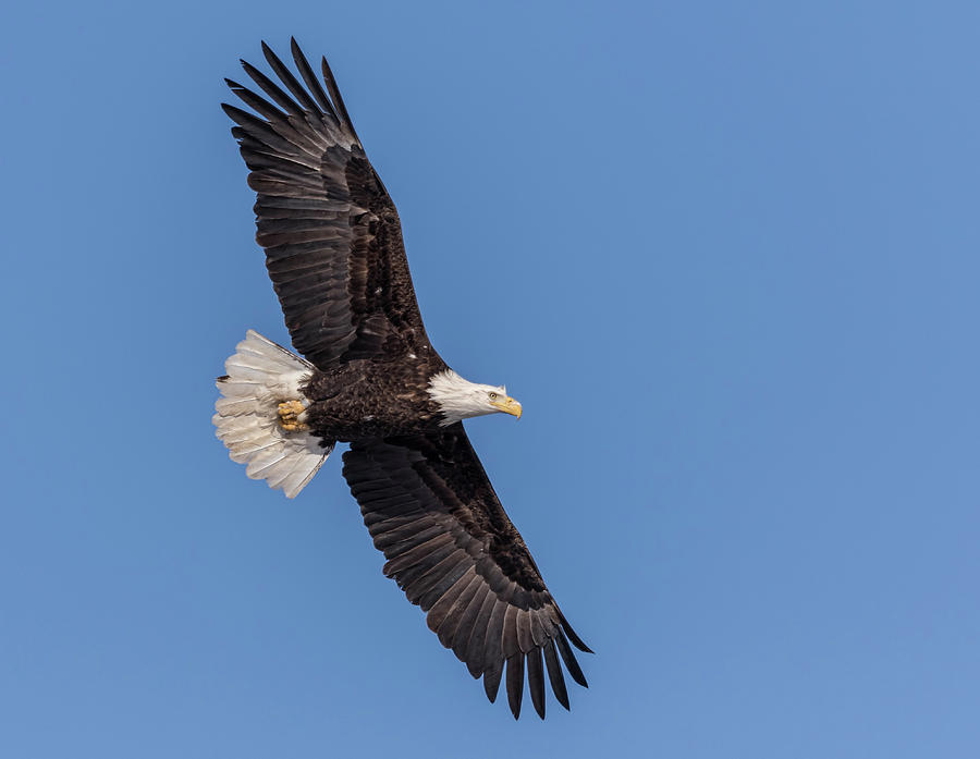 Bald Eagle 2018-1 Photograph by Thomas Young