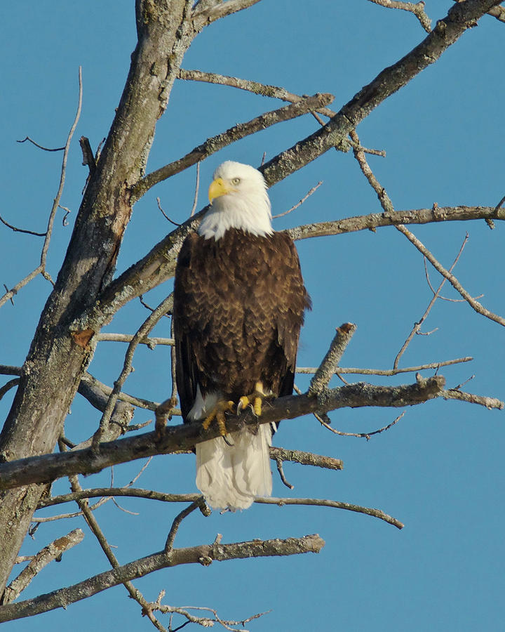 Bald Eagle 2519 Photograph by Michael Peychich