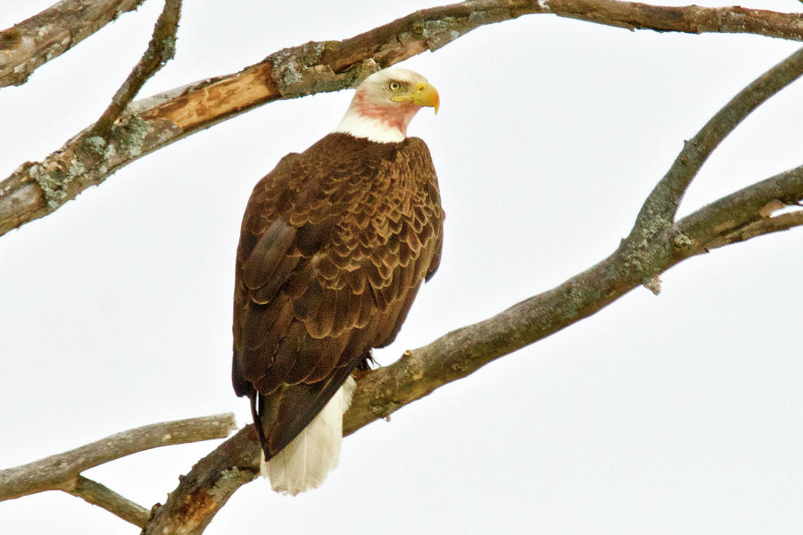 Bald Eagle 2710 Photograph by Michael Peychich