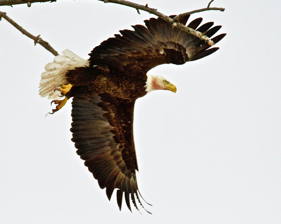 Bald Eagle 2714 Photograph by Michael Peychich