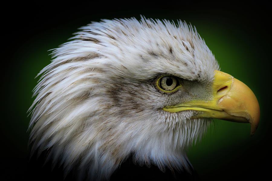 Bald eagle - 3 Photograph by Chris Smith