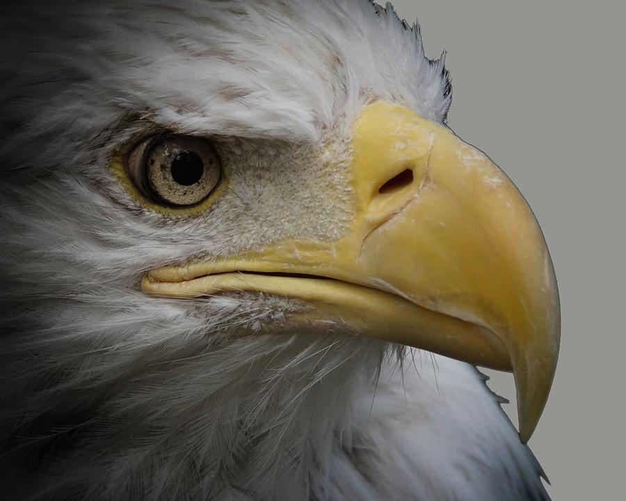 Bald Eagle 3 Photograph by Ernest Echols