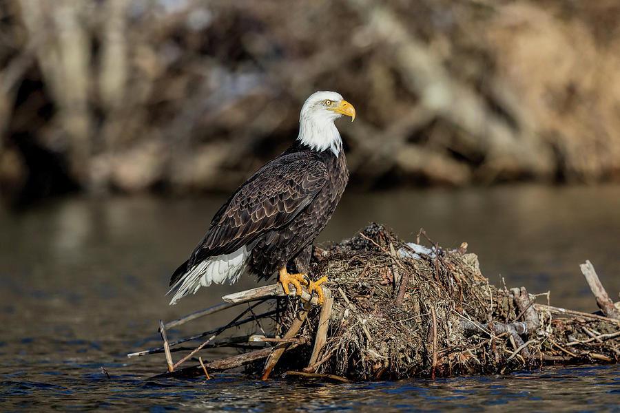 Bald Eagle 3 Photograph by Mike Centioli