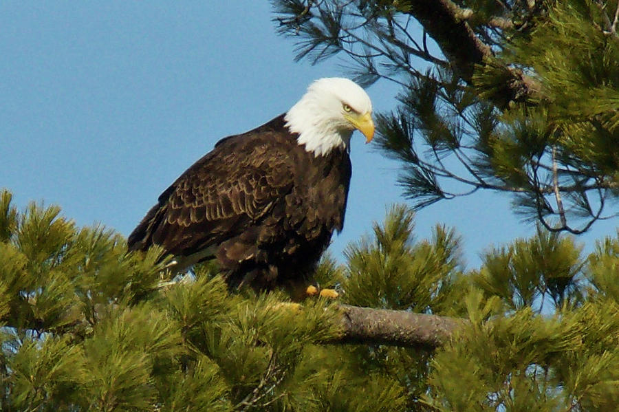 Bald Eagle 3295 Photograph by Michael Peychich
