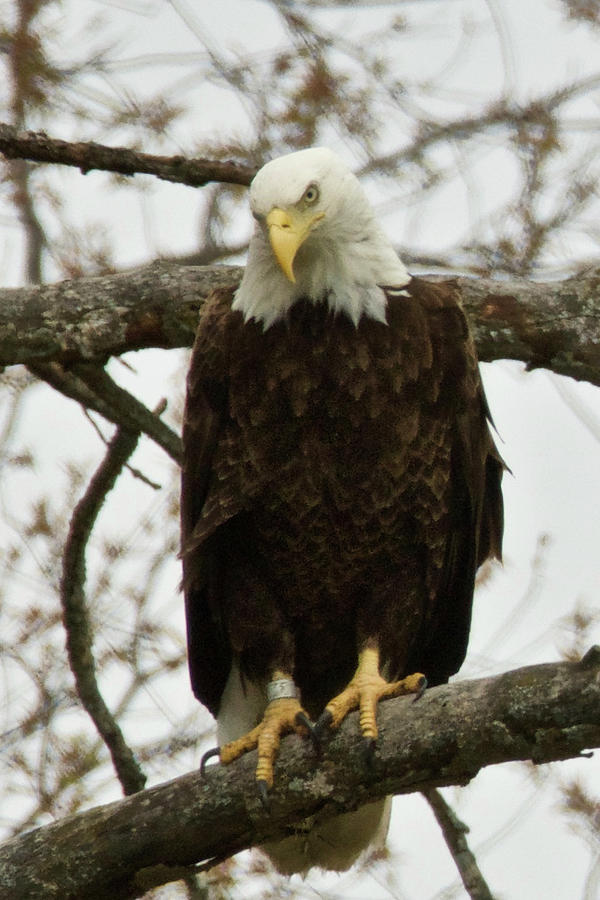 Bald Eagle 3919 Photograph by Michael Peychich