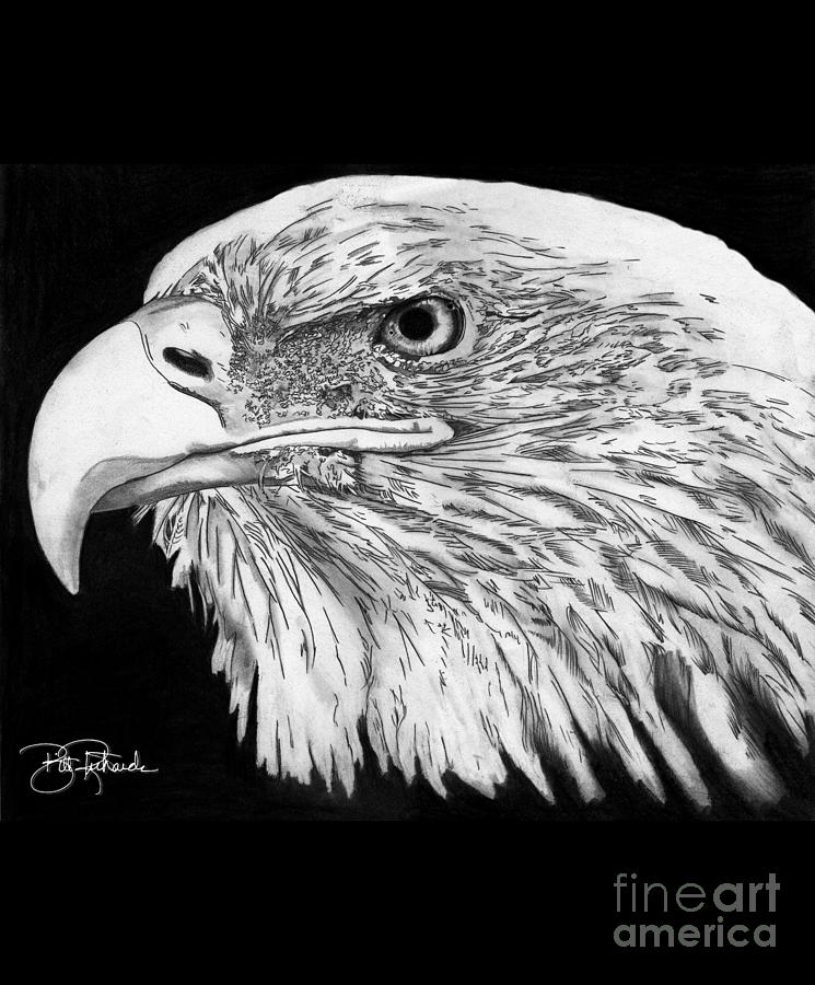 Bald Eagle #4 Drawing by Bill Richards