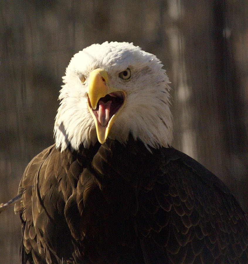 Bird Photograph - Bald Eagle 4 by Marty Koch