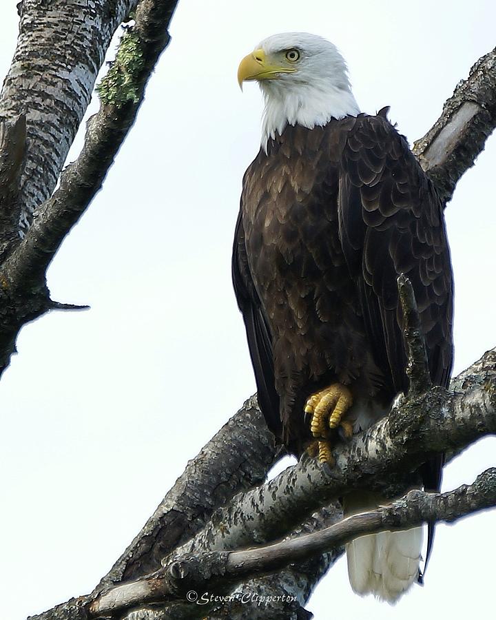 Bald Eagle 4 Photograph by Steven Clipperton