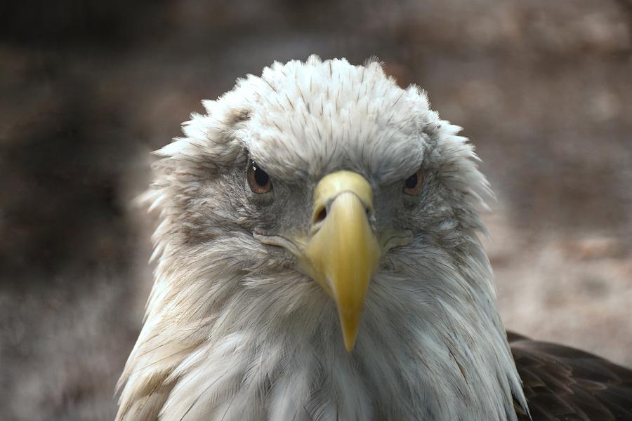 Bald Eagle 450 Photograph by Joyce StJames